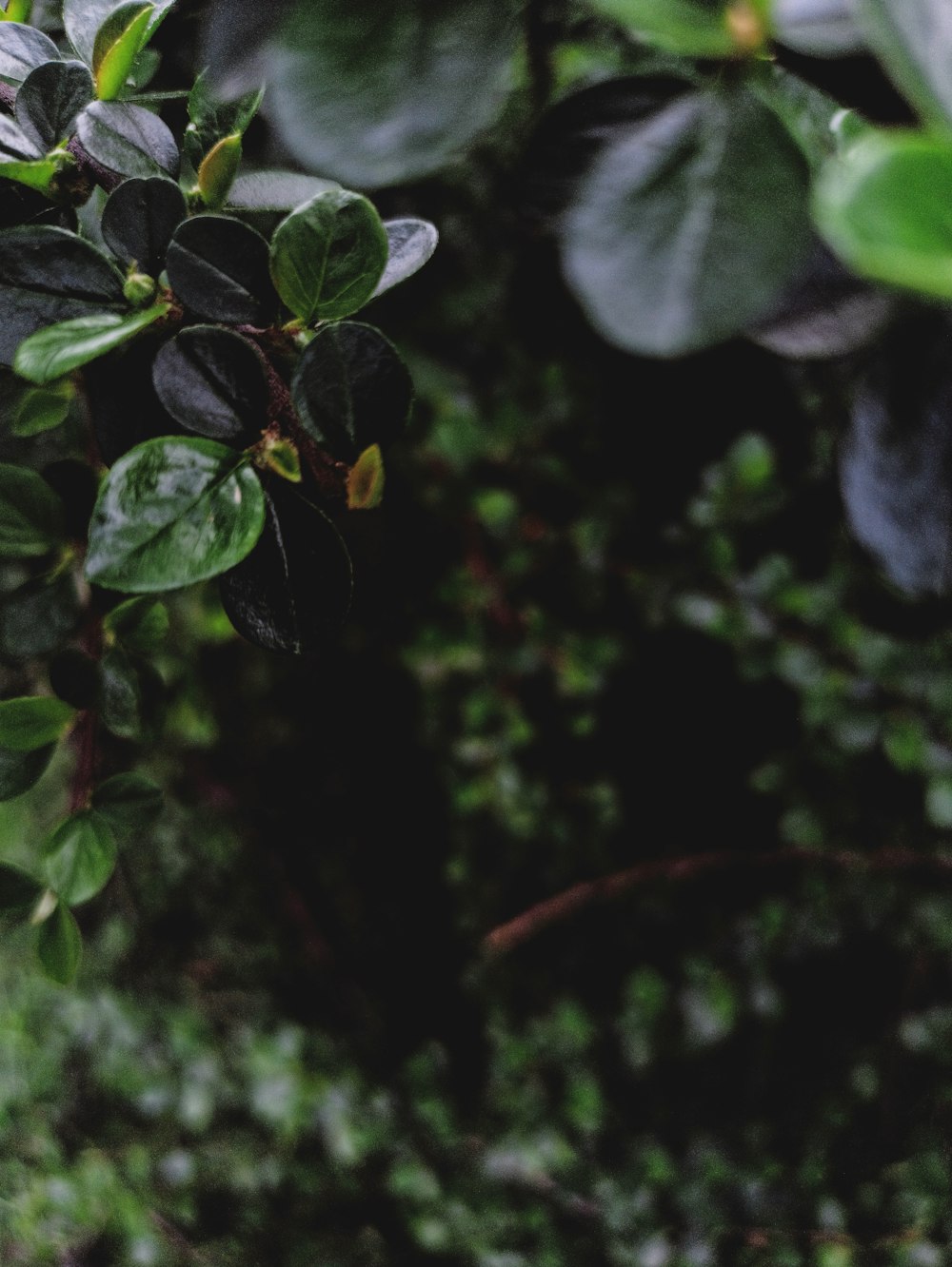 a close up of a plant with green leaves