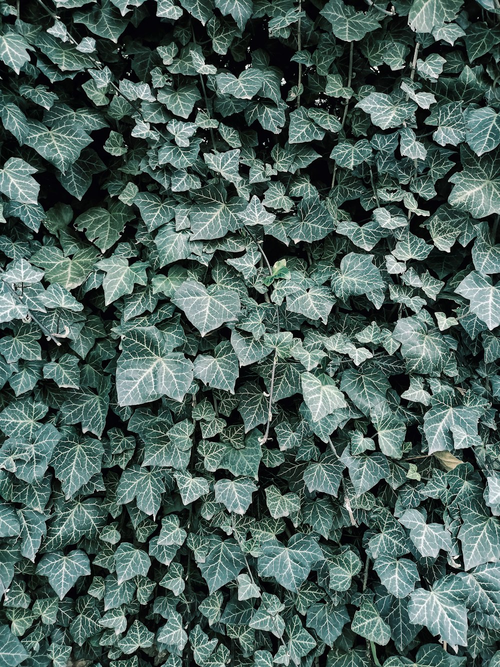 a close up of a plant with many leaves