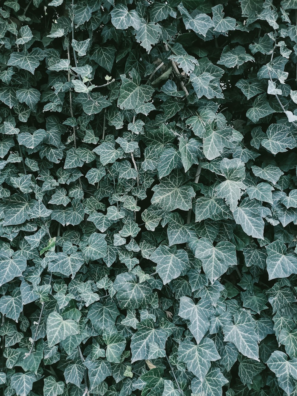 a close up of a bunch of leaves on a wall