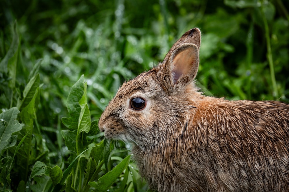 a close up of a rabbit in a field of grass