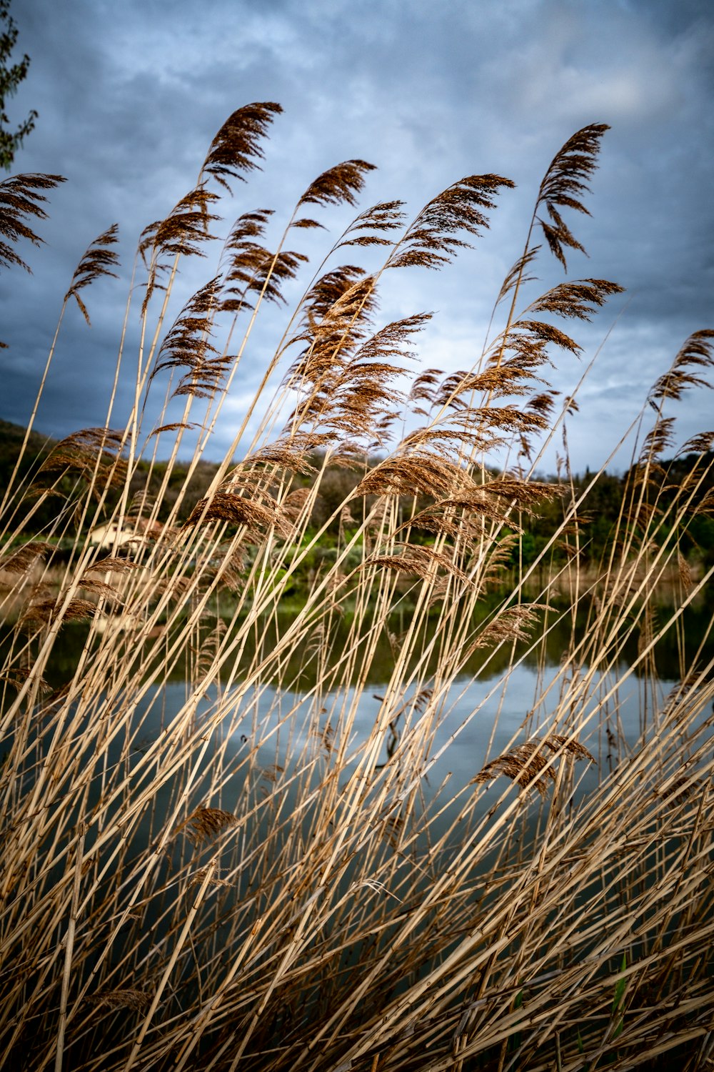 a bunch of tall grass next to a body of water