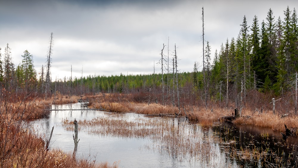 a body of water surrounded by tall grass and trees