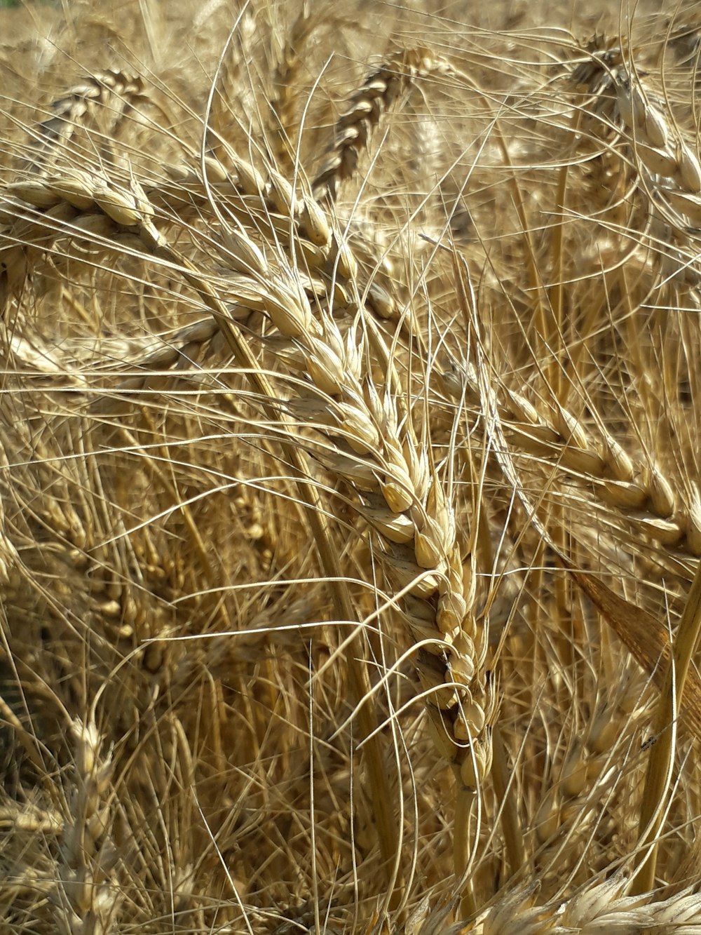 a close up of a bunch of wheat in a field