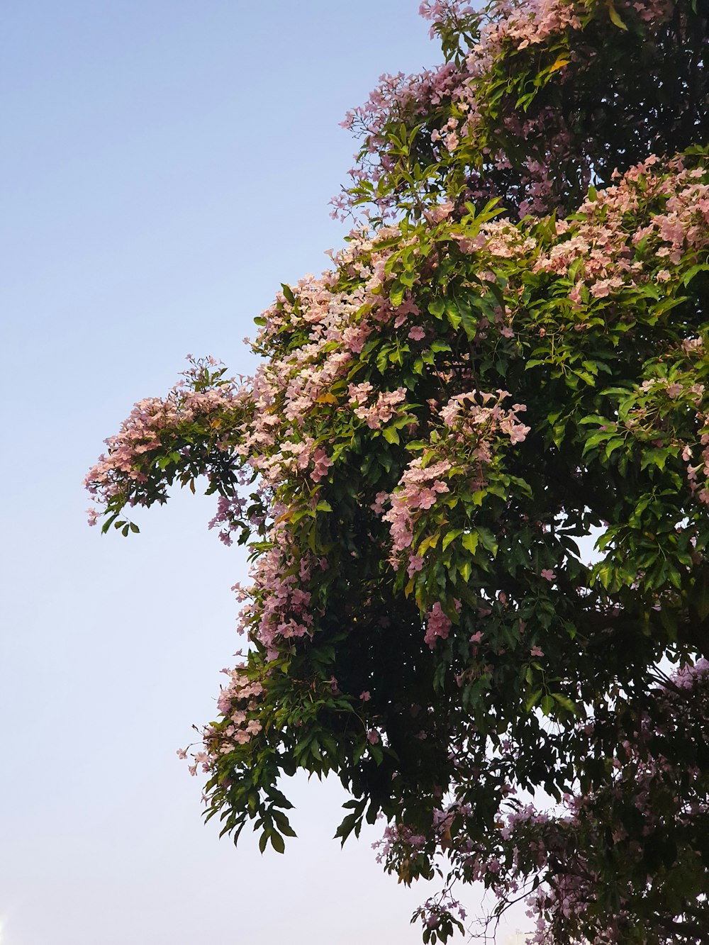 a large tree with purple flowers in front of a blue sky