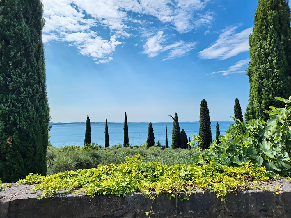 a view of a body of water through some trees