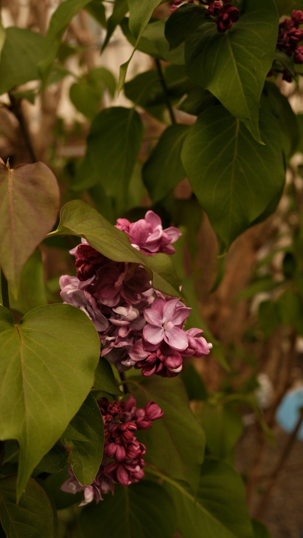 a bunch of flowers that are on a tree