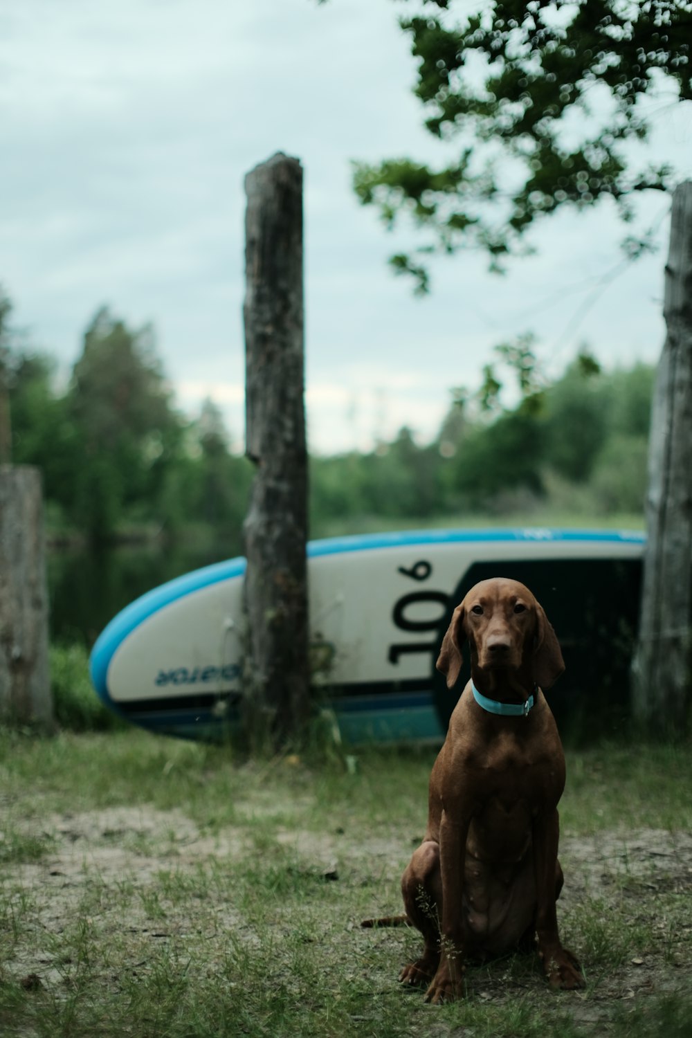 a brown dog sitting in the grass next to a boat