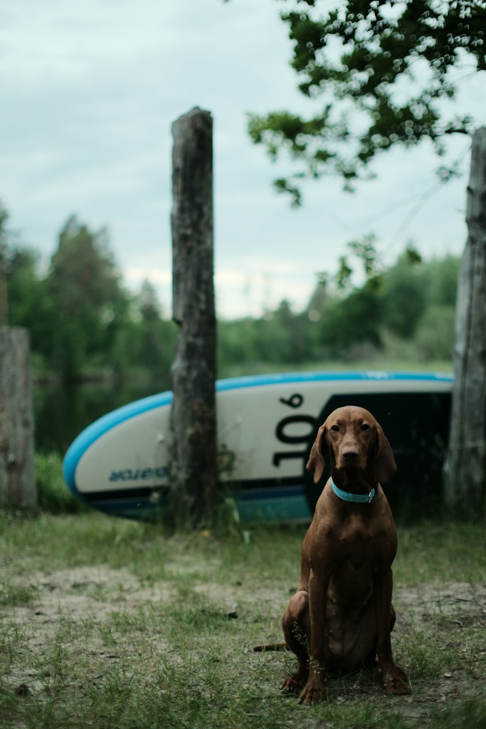 ein brauner Hund, der im Gras neben einem Boot sitzt