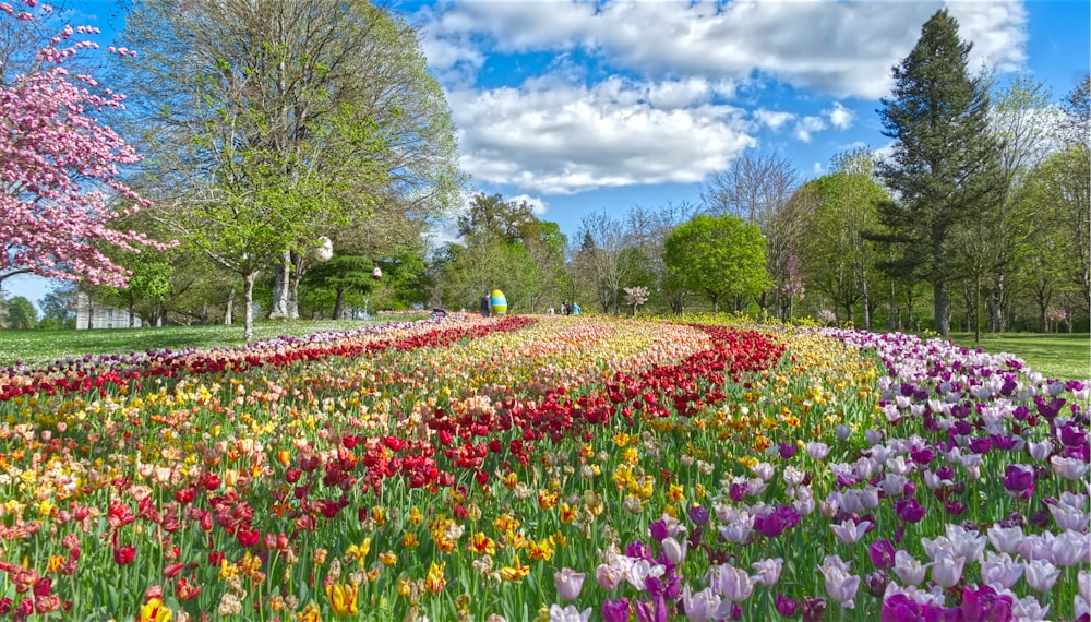 un champ plein de fleurs colorées sous un ciel bleu