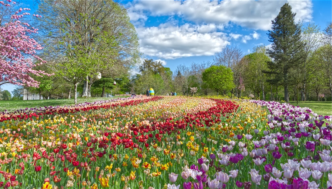 De magnifiques parterres de fleurs agrémentent votre visite du parc du Château de Cheverny.