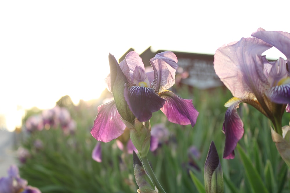 a field of purple flowers with a building in the background