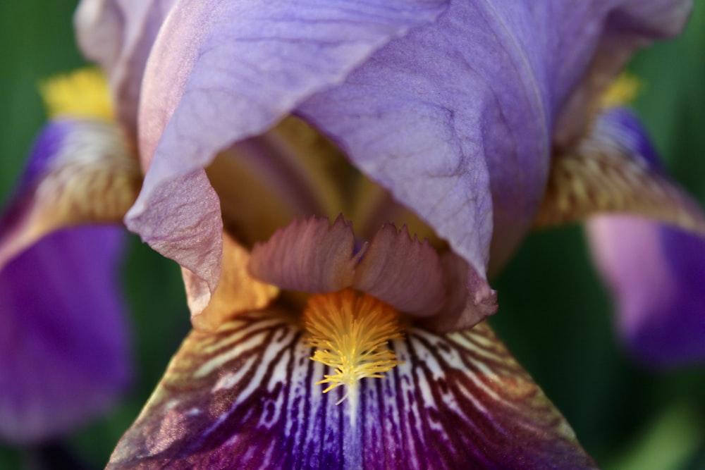 a close up of a purple and yellow flower