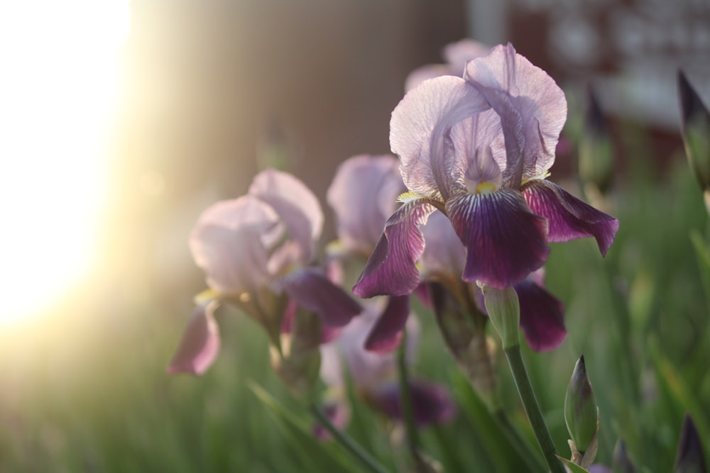 a close up of a bunch of flowers in the grass