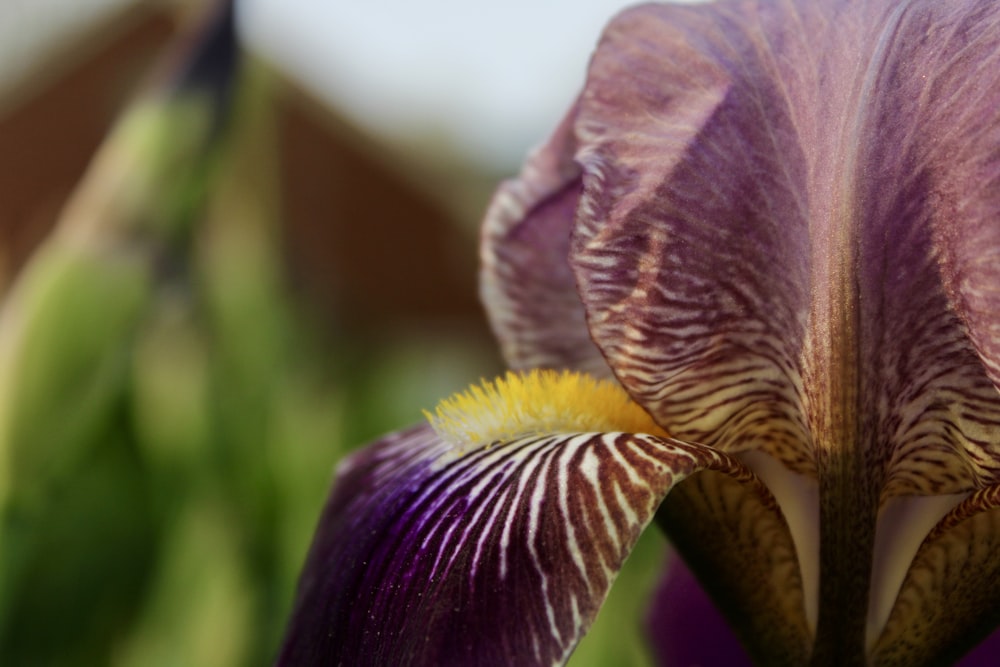 a close up of a purple flower with yellow stamen