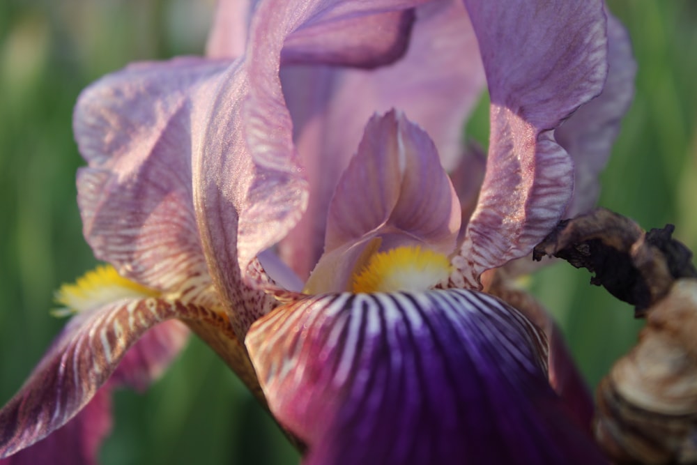 a close up of a purple and yellow flower