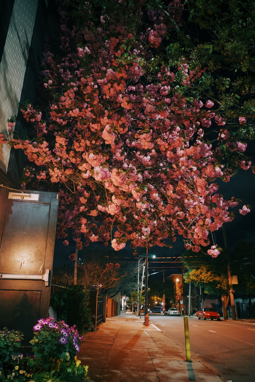 a tree with pink flowers on it next to a street