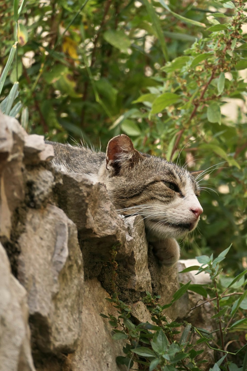 a cat laying on top of a rock wall