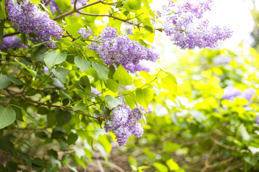 a bunch of purple flowers hanging from a tree