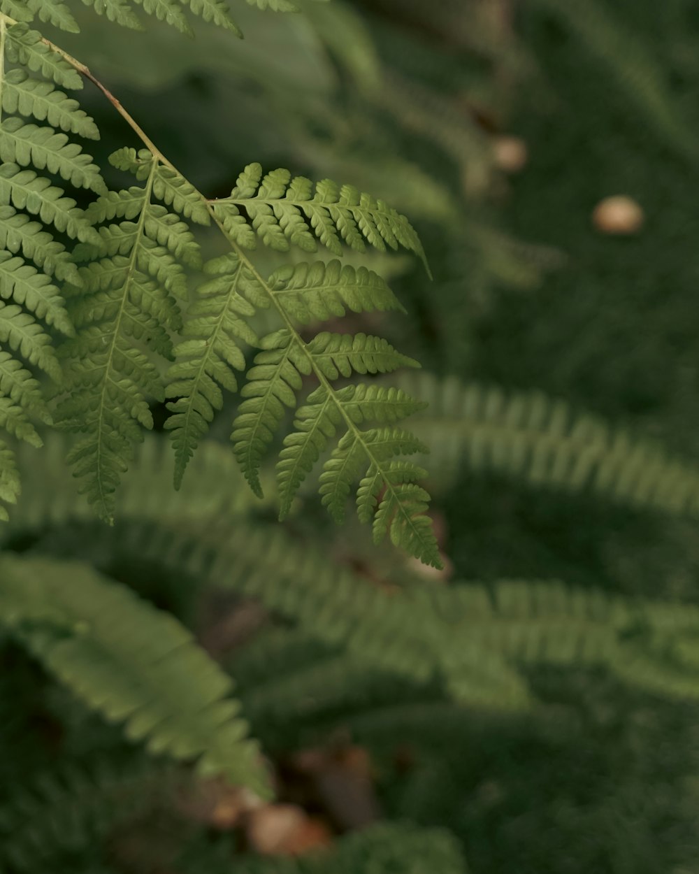 a close up of a green plant with lots of leaves