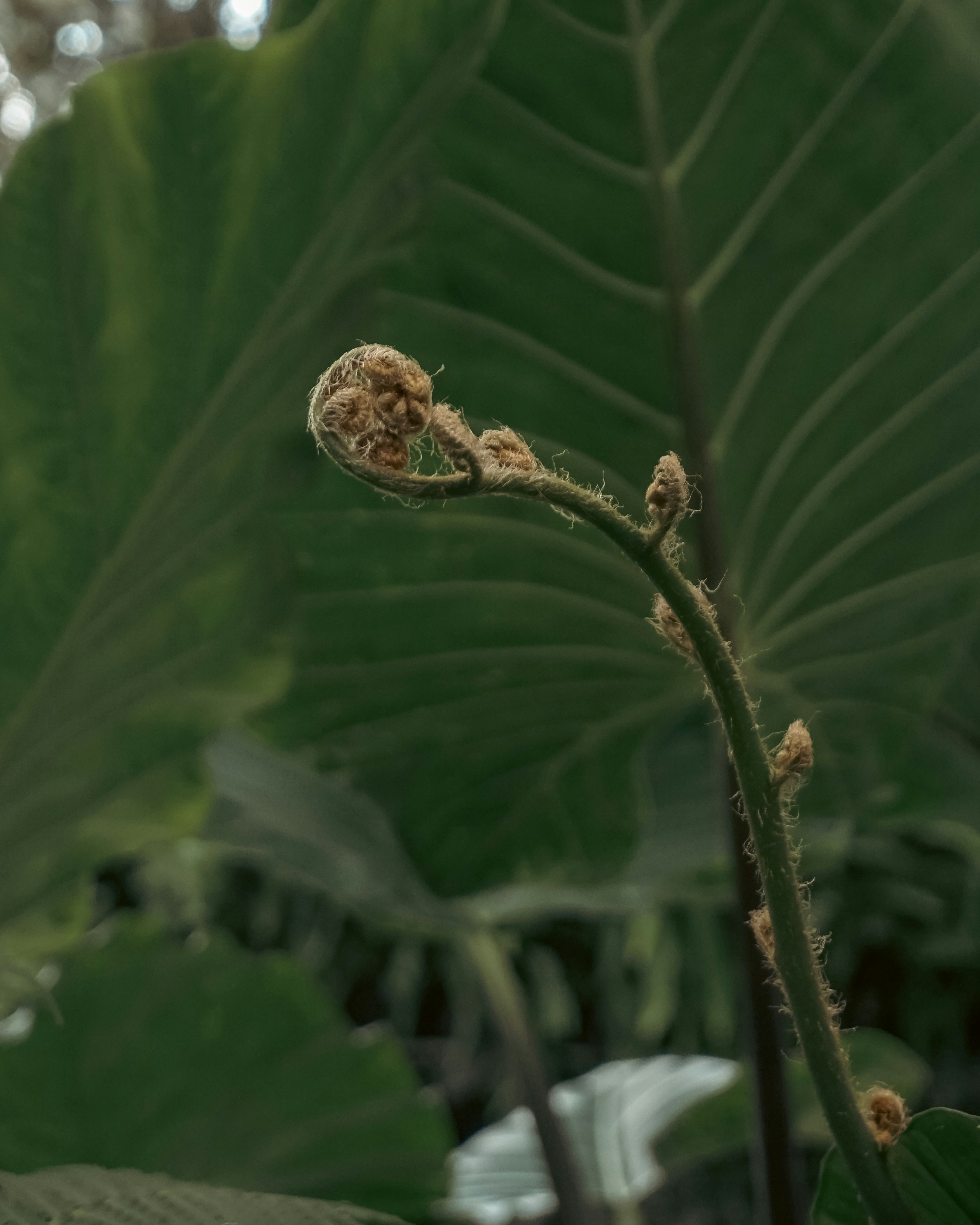 close-up tanaman dengan daun di latar belakang