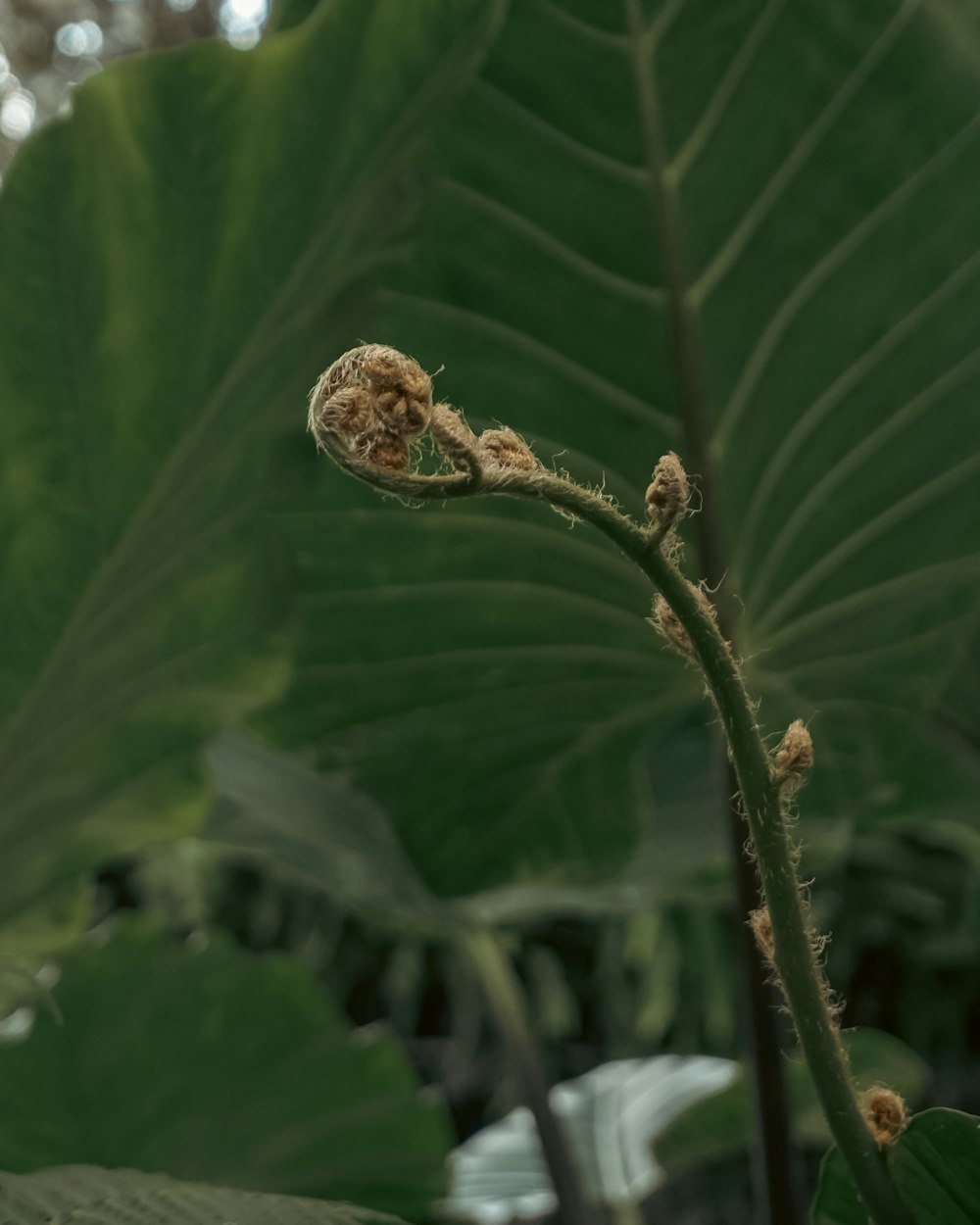 a close up of a plant with leaves in the background