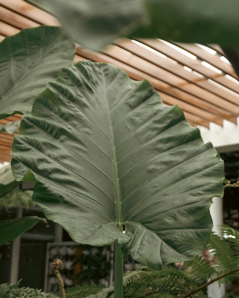 a large green leaf is hanging from a ceiling