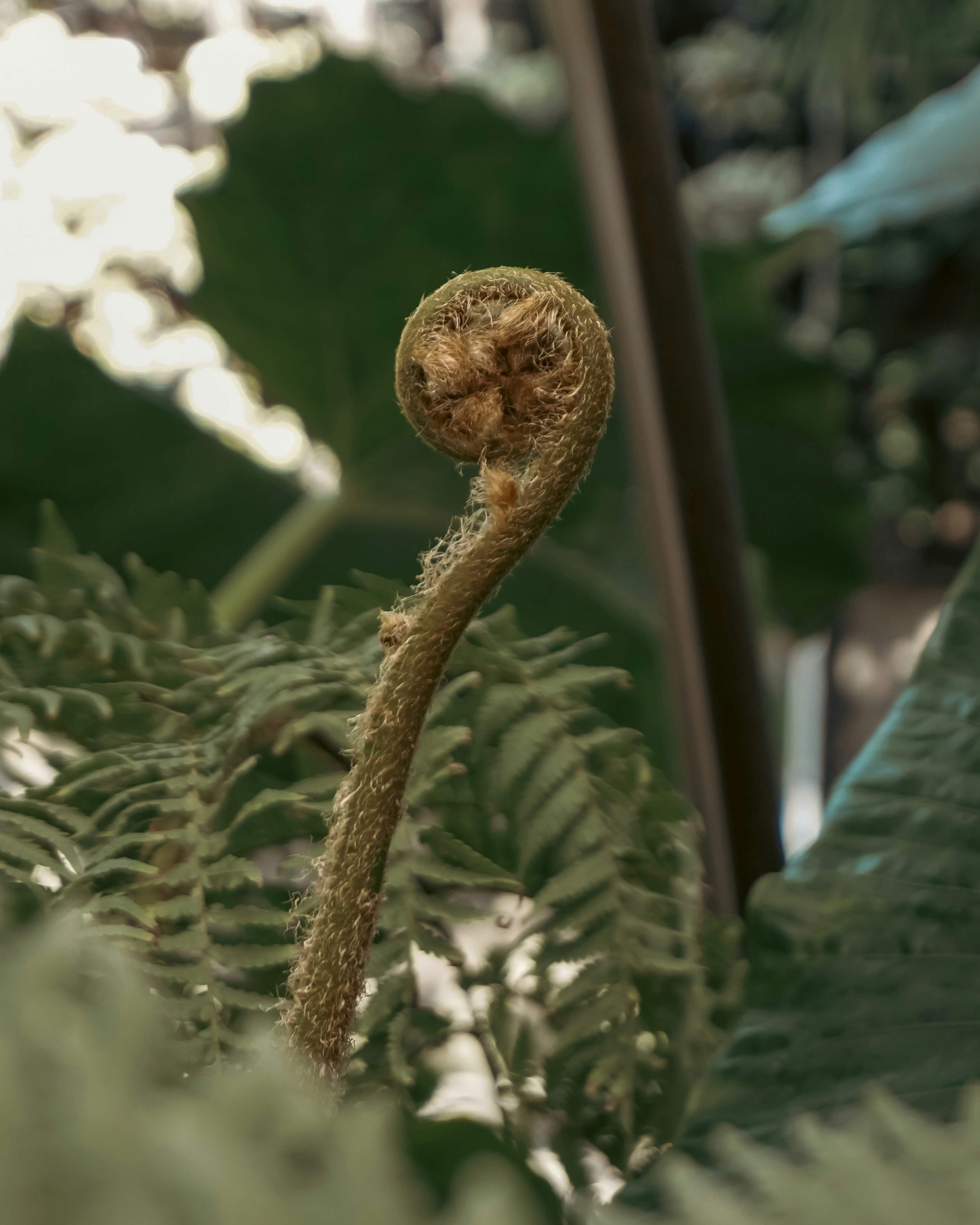 Close-up tanaman dengan banyak daun