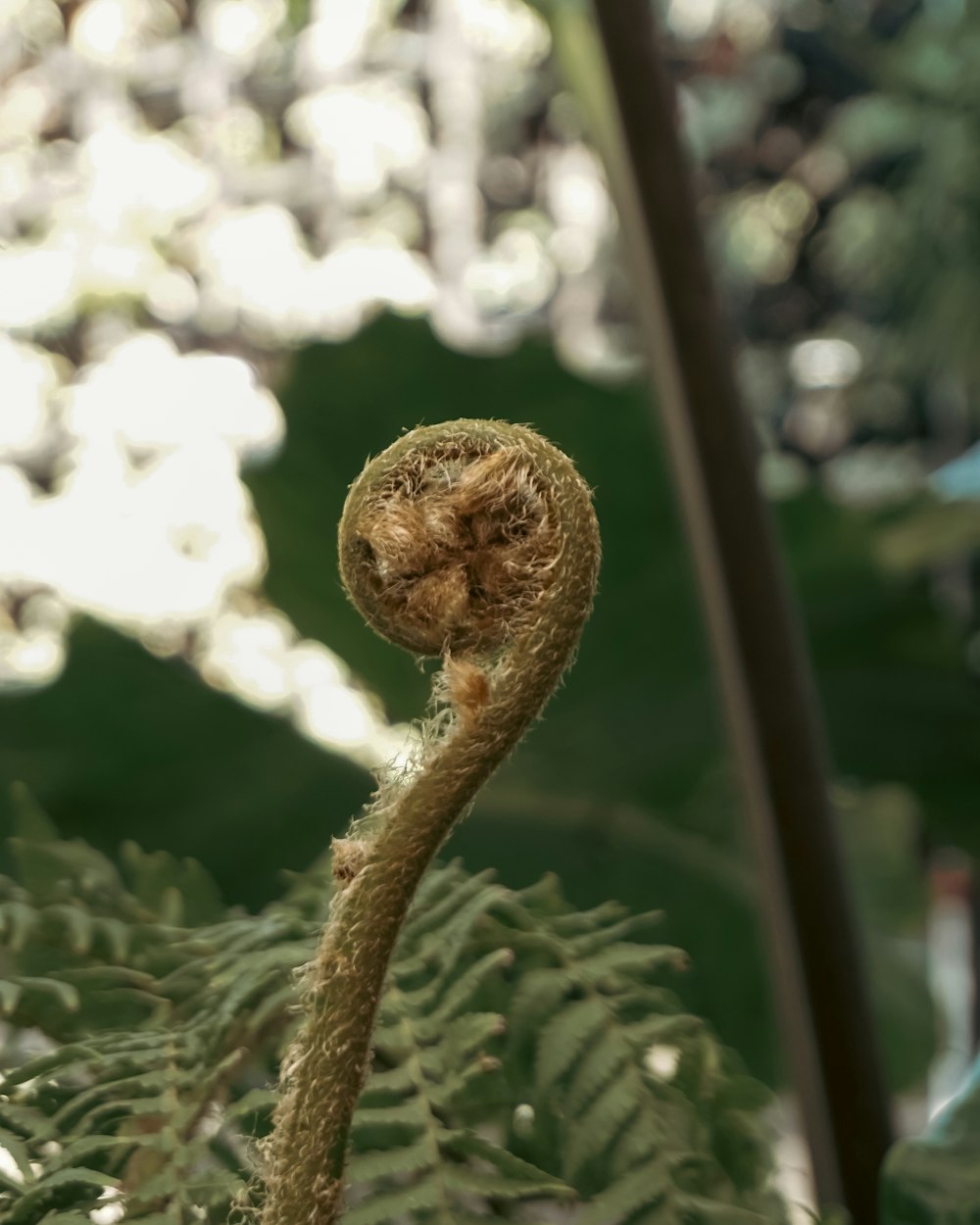 a close up of a plant with a blurry background