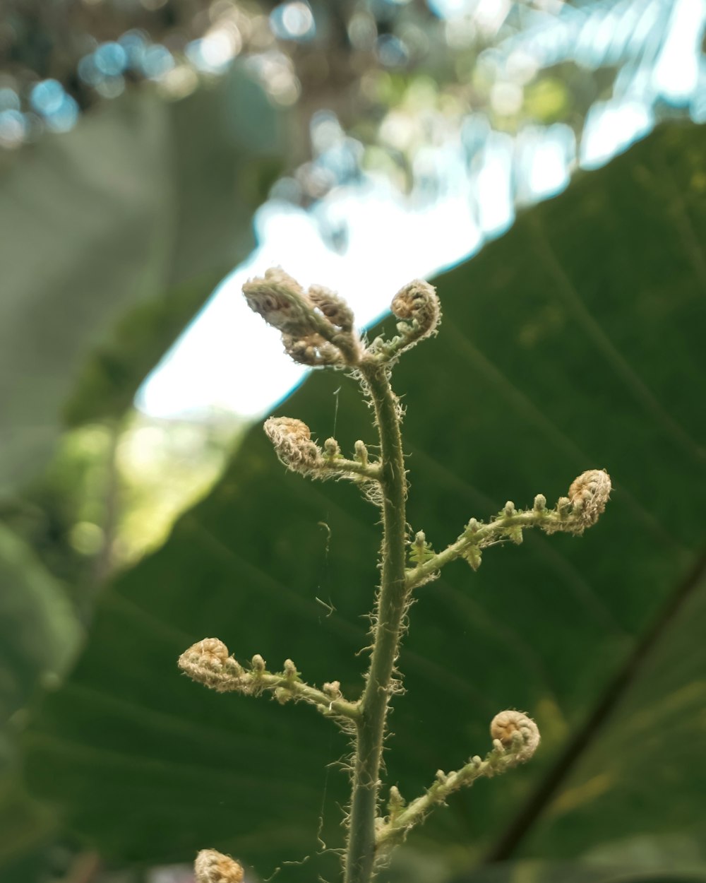 a close up of a plant with leaves in the background