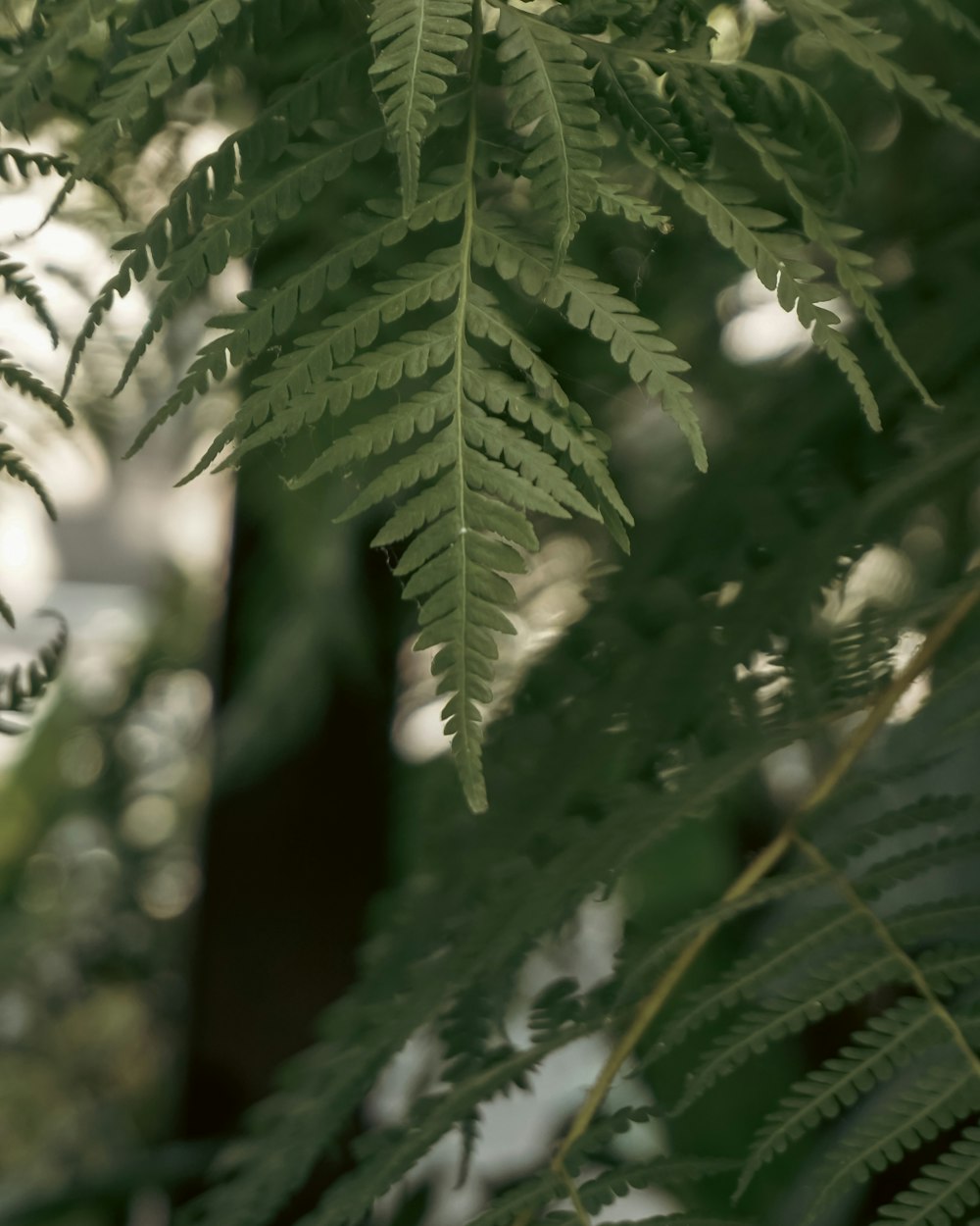 a close up of a green leafy plant