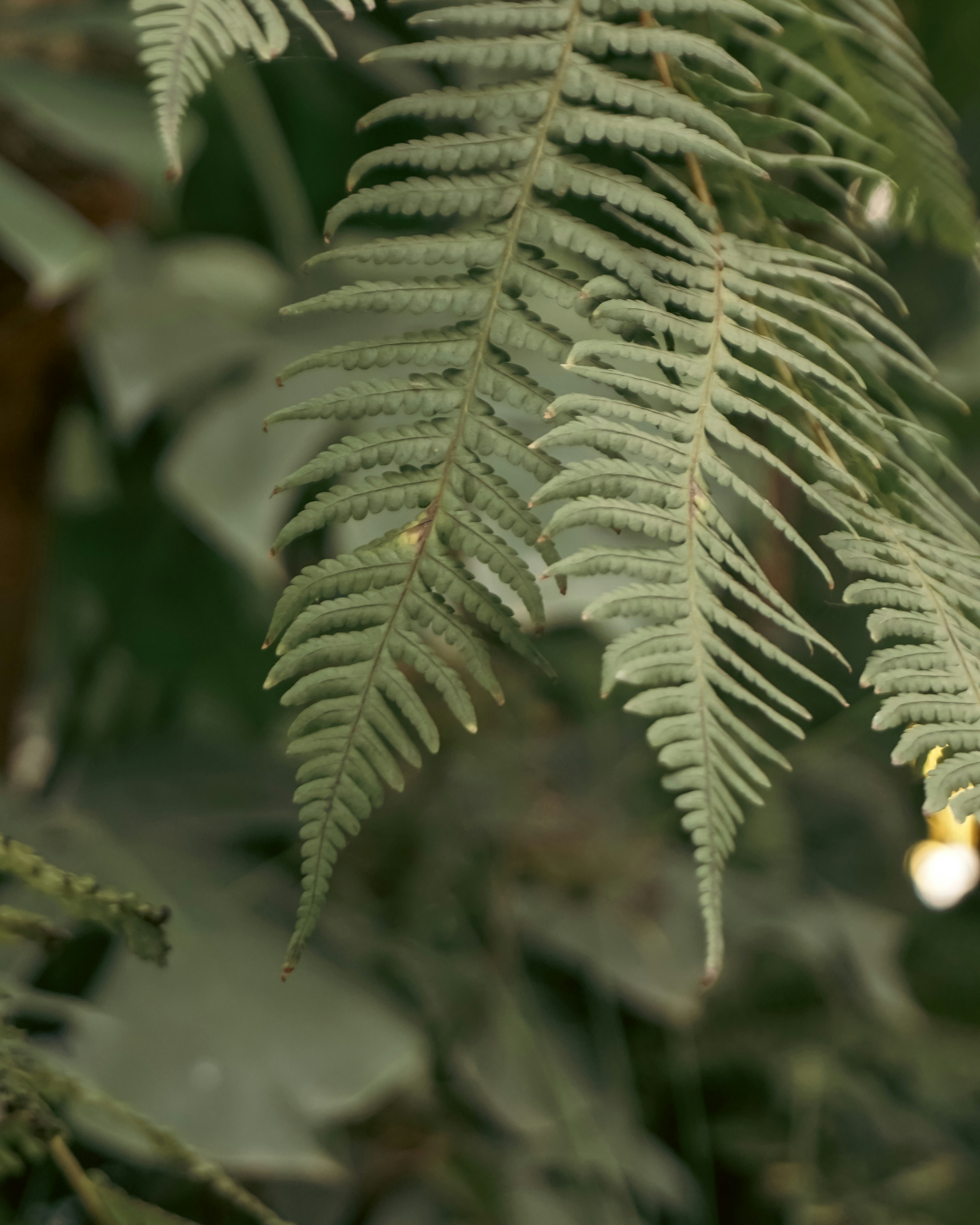 close-up tanaman hijau dengan banyak daun