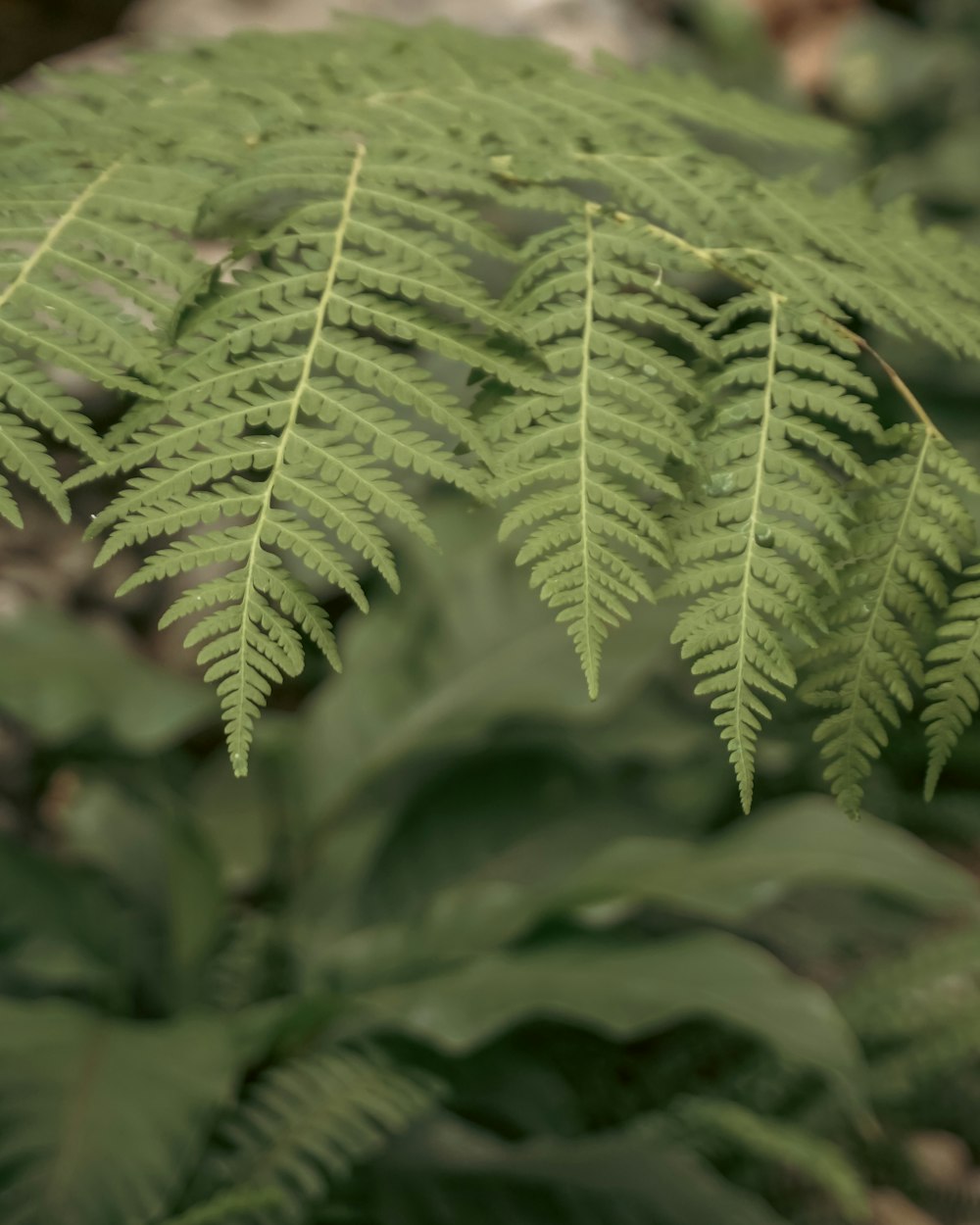 a close up of a green plant with lots of leaves