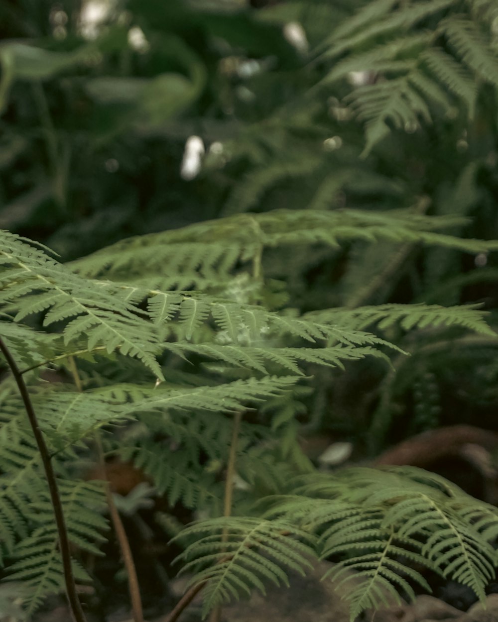 a close up of a green plant with lots of leaves