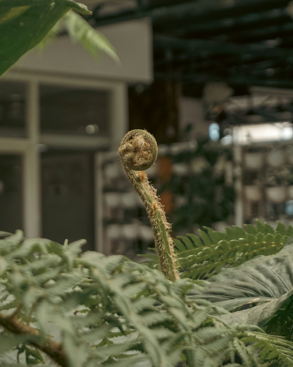 a close up of a plant with a blurry background