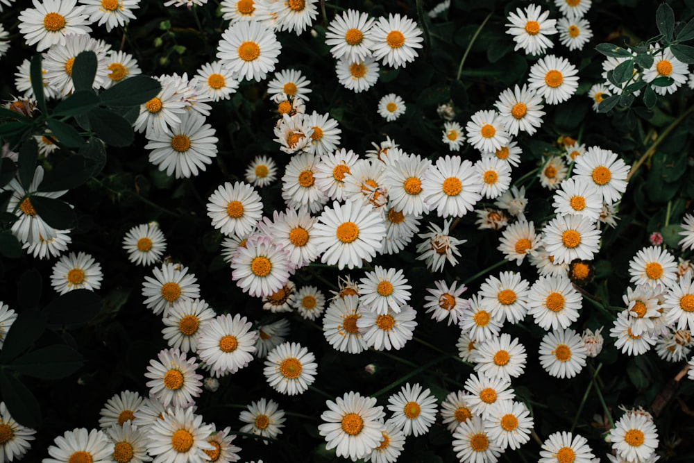 a bunch of white flowers with yellow centers