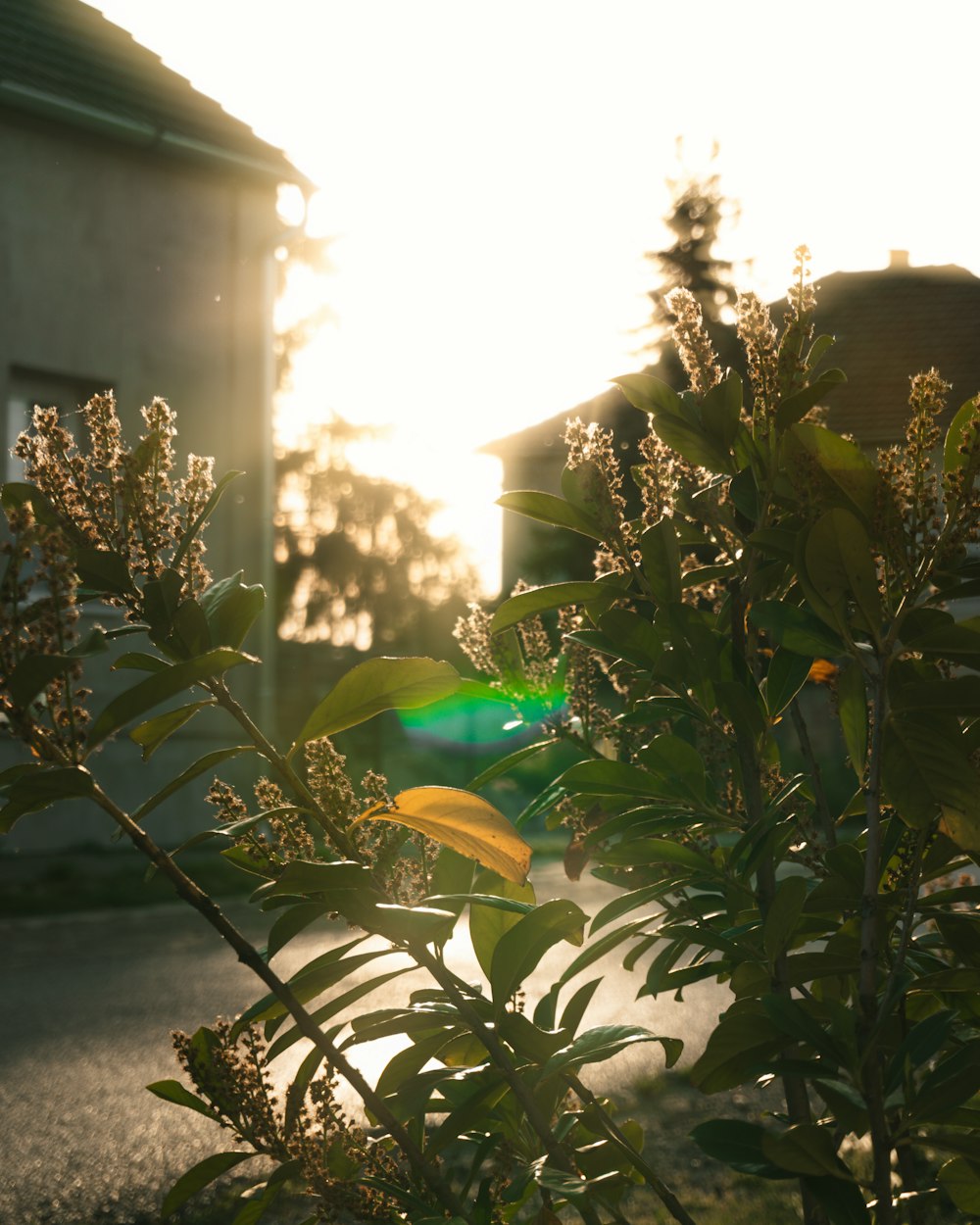 the sun shines brightly through the leaves of a tree