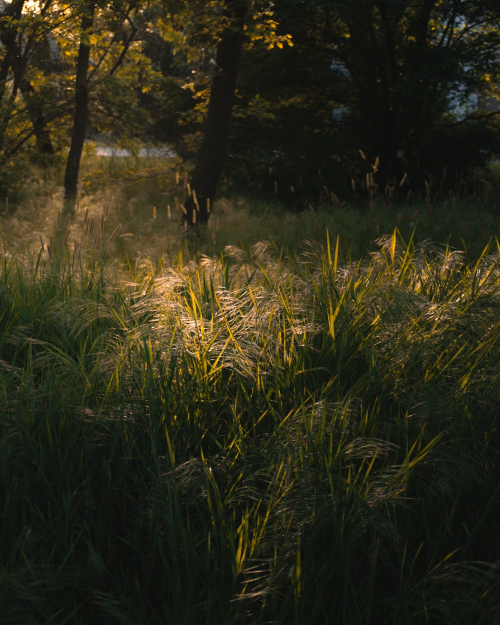 a grassy field with trees in the background