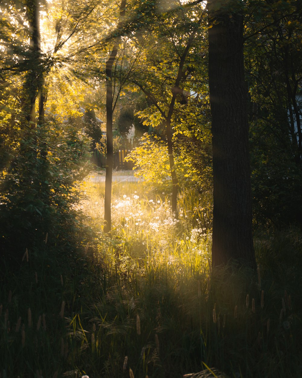 the sun shines through the trees in the woods