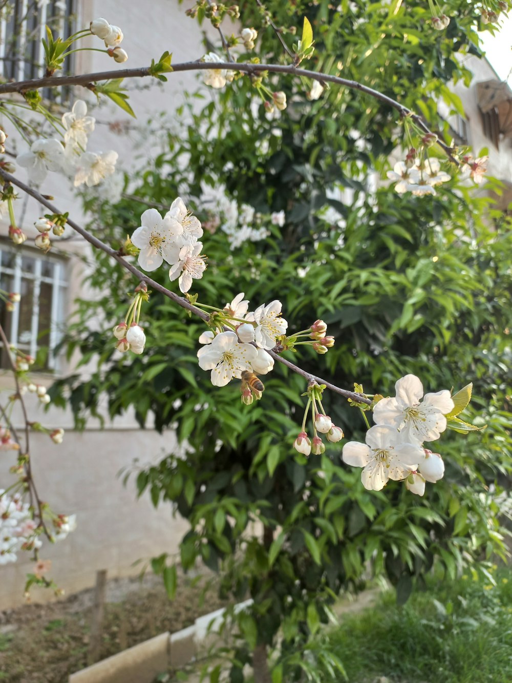 a tree with white flowers in front of a building