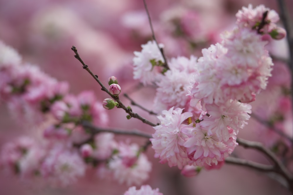 a close up of pink flowers on a tree