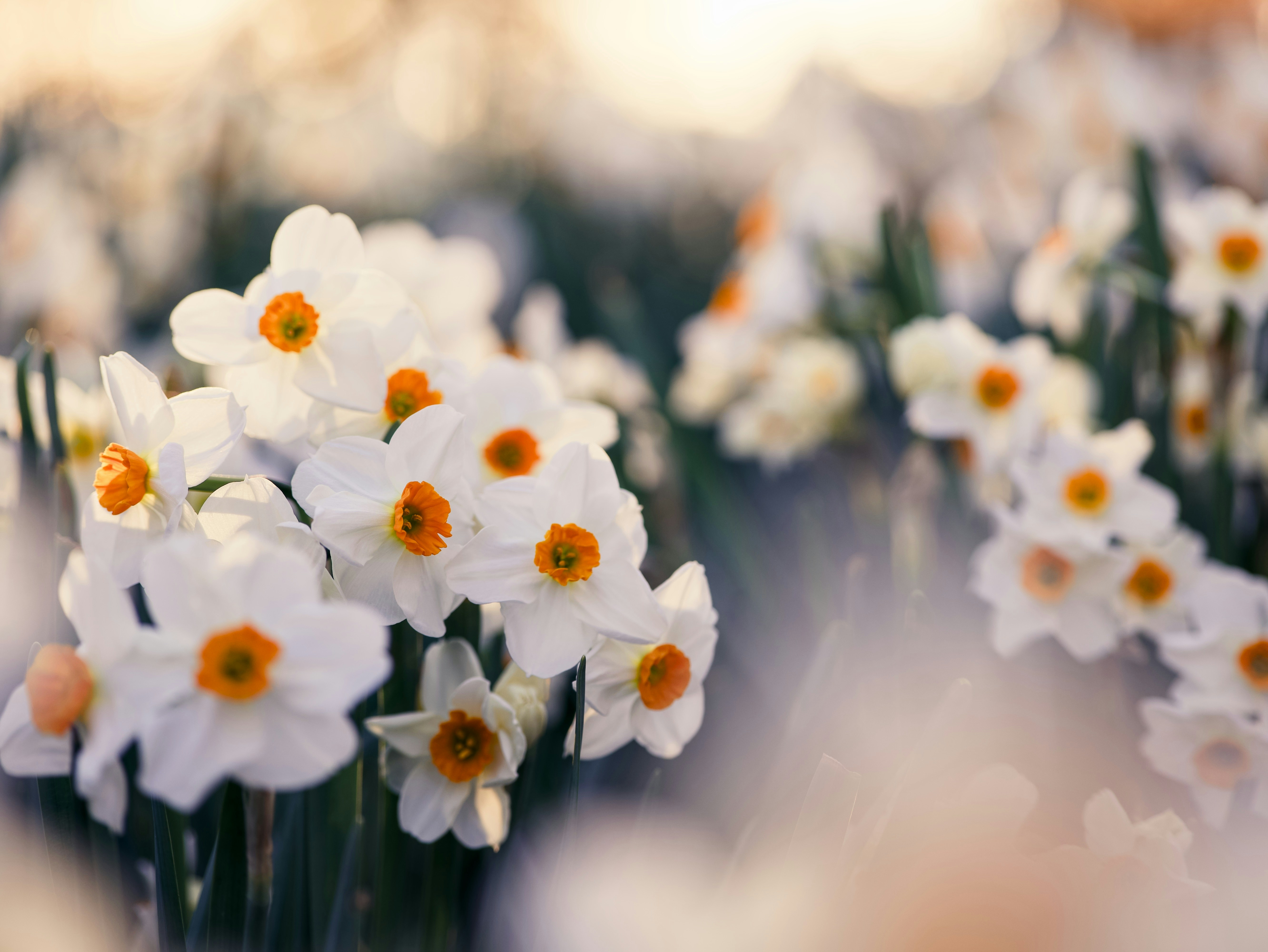 Photo by aaronburden