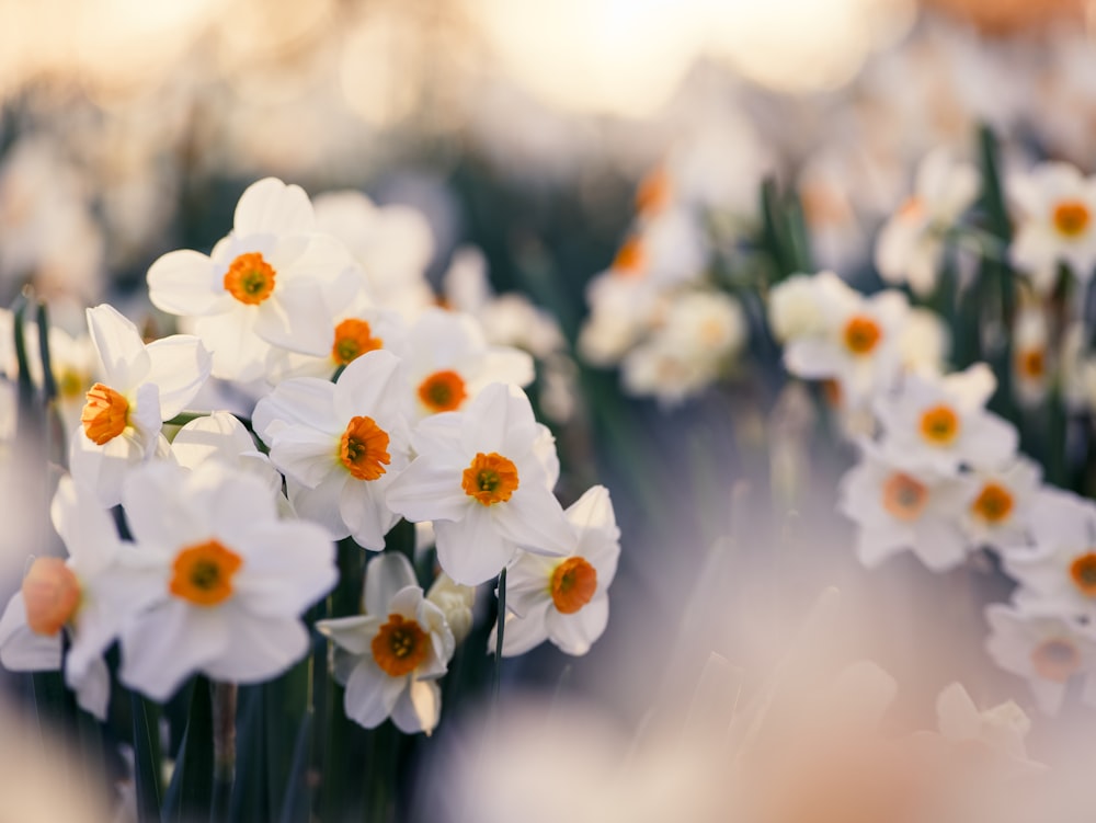 a bunch of white and orange flowers in a field