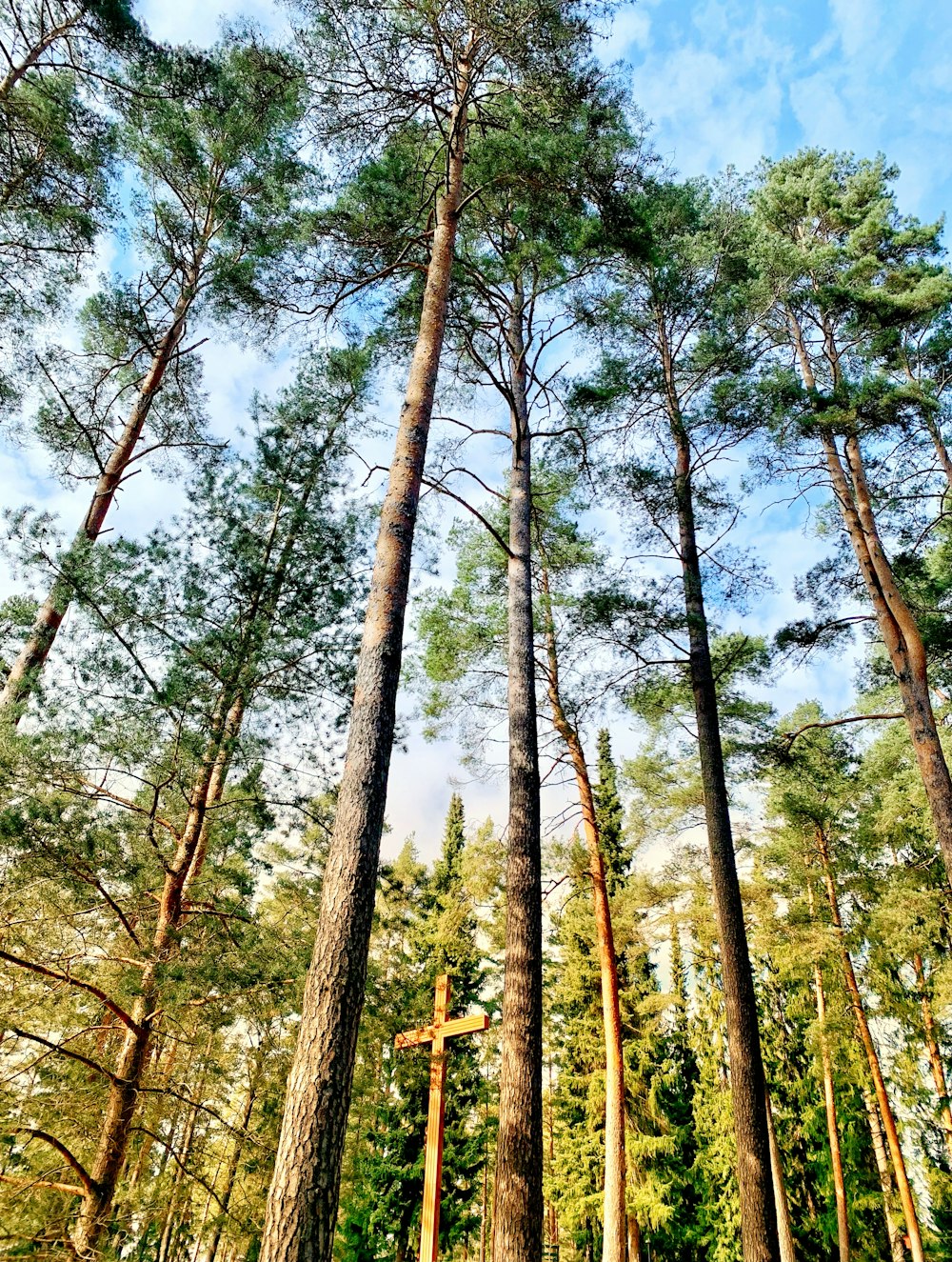 a forest filled with lots of tall trees