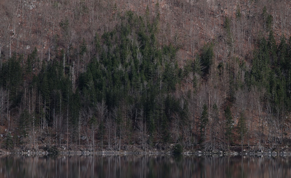 a large body of water surrounded by trees