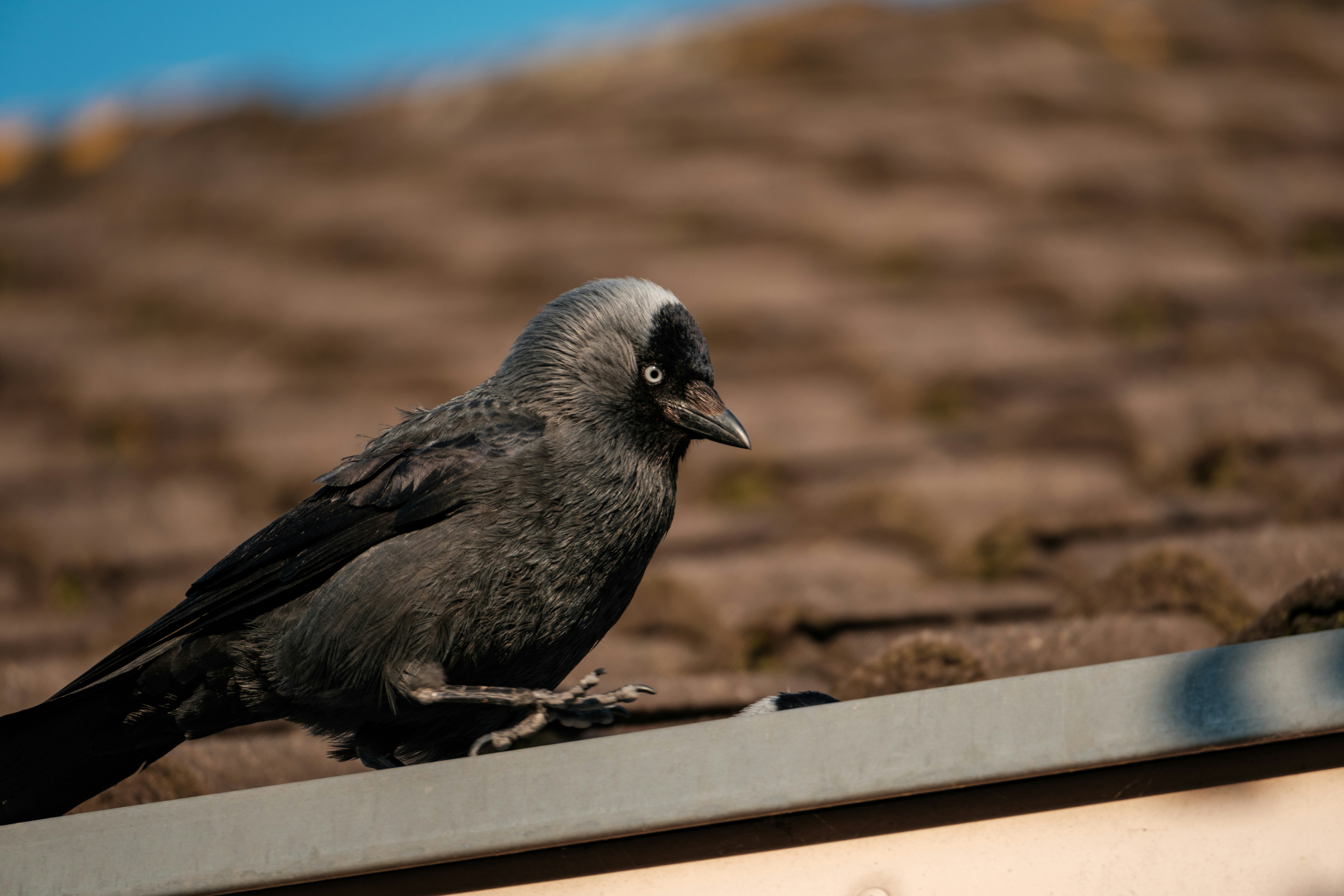 Photo by haberdoedas2