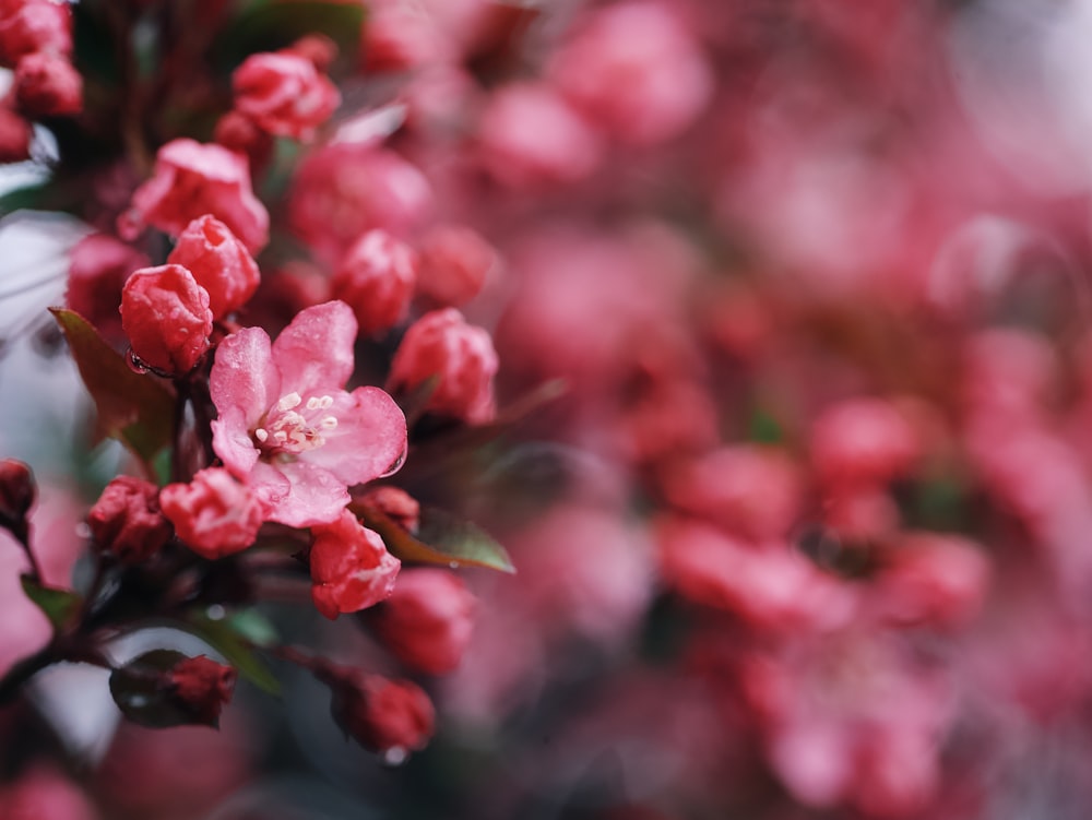 a close up of a bunch of pink flowers