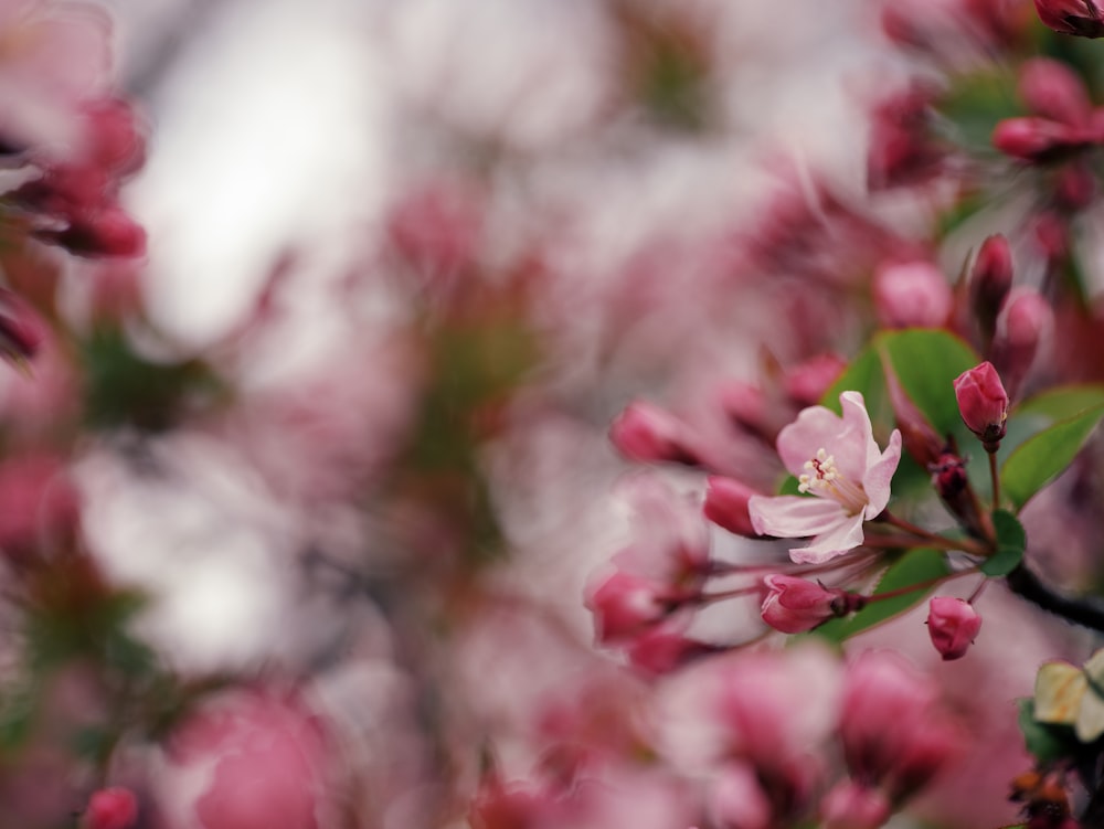 Eine Nahaufnahme von rosa Blumen an einem Baum
