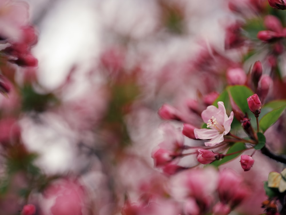 a close up of pink flowers on a tree