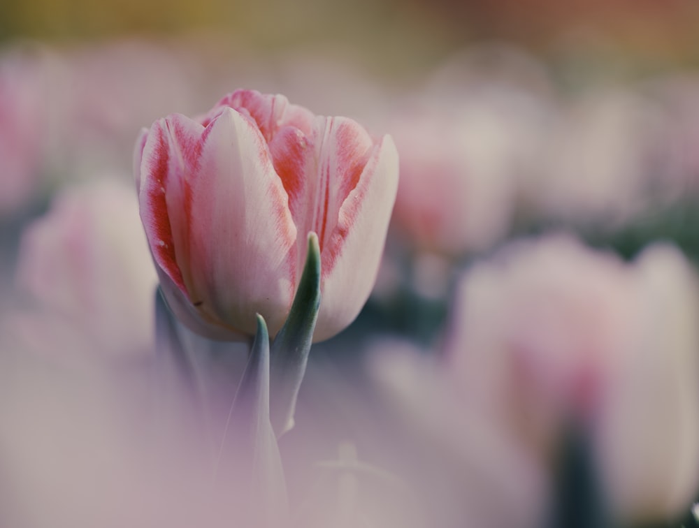 a single pink tulip in a field of pink flowers