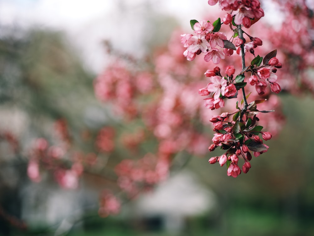 ピンクの花を咲かせる花木の枝